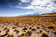 altiplano atacama 5