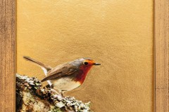 Rouge gorge