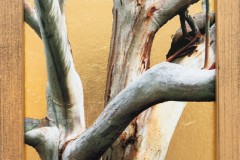 eucalyptus