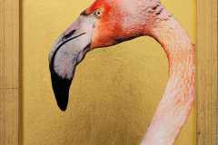 flamand-rose