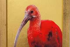 ibis-rouge