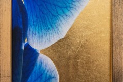 orchidee-bleue