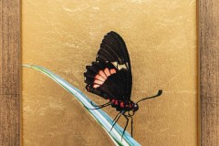 papillon-II