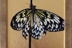 papillon-transformation