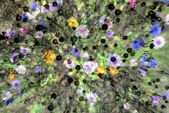 Prairie-fleurie-5
