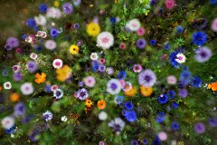 Prairie-fleurie