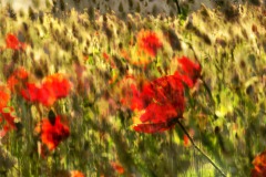 champs-coquelicots-2
