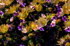 violet-jaune