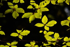 DSC3562_v10