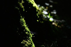 DSC3569_v10