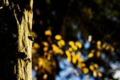 DSC4090_vnclub
