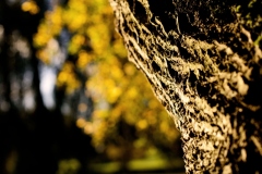 DSC4131_v10