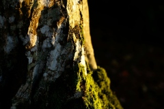 DSC4233_v10