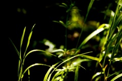 DSC5916_v10