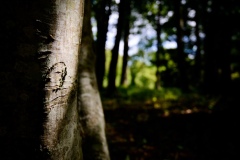 DSC5925_v10