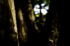 DSC5935_modifie-1