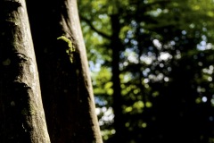 DSC5958_modifie-2